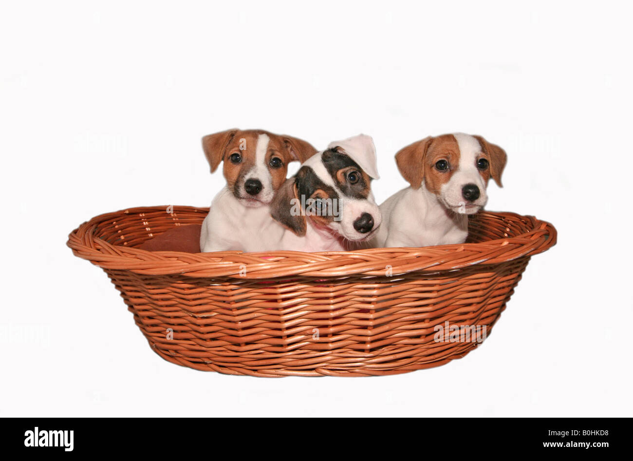 Jack Russell puppies Stock Photo
