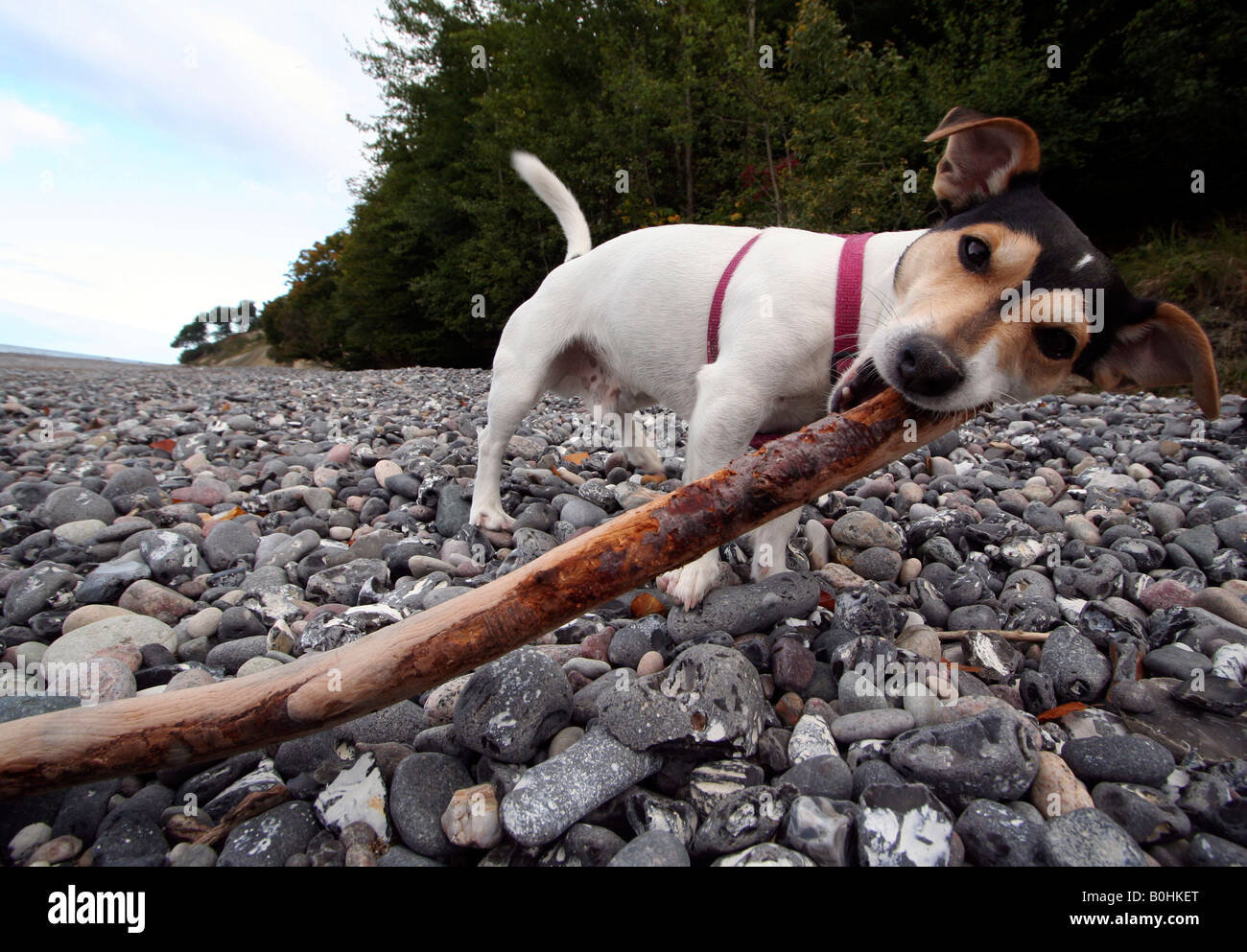 Jack Russell carrying a stick Stock Photo