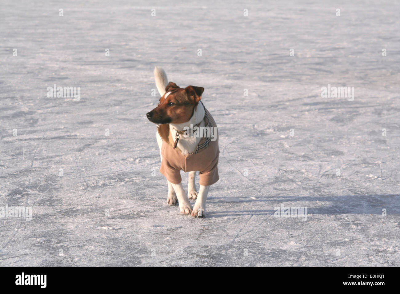 Small dog dressed in a Burberry coat walking on the frozen surface of the Havel River, Potsdam, Germany, Europe Stock Photo