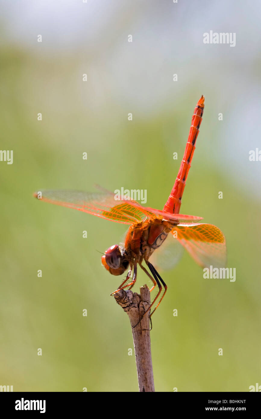 Kirby dropwing skimmer hires stock photography and images Alamy