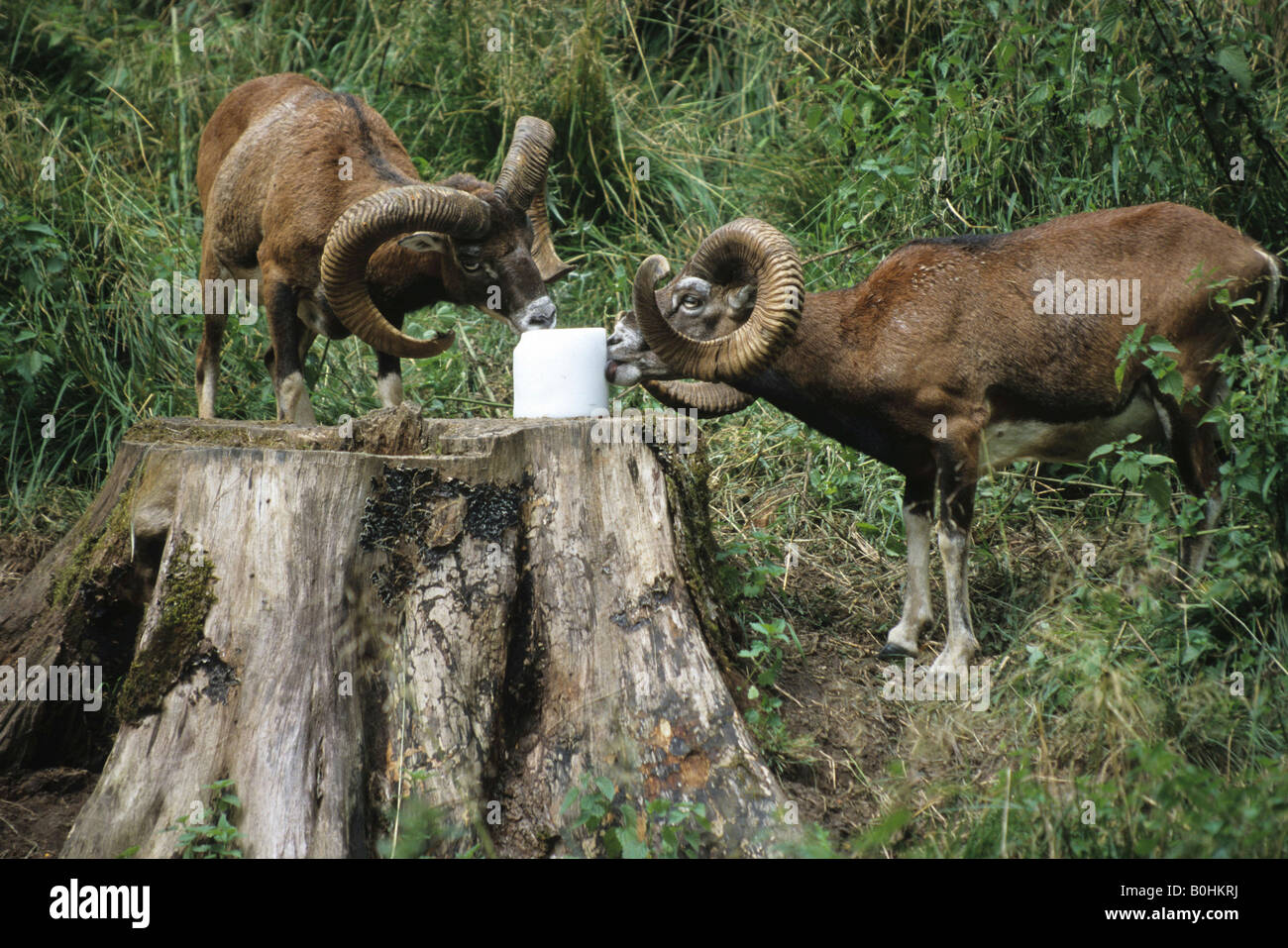 European Mouflons (Ovis ammon musimon) at a salt lick, salt-lick Stock Photo
