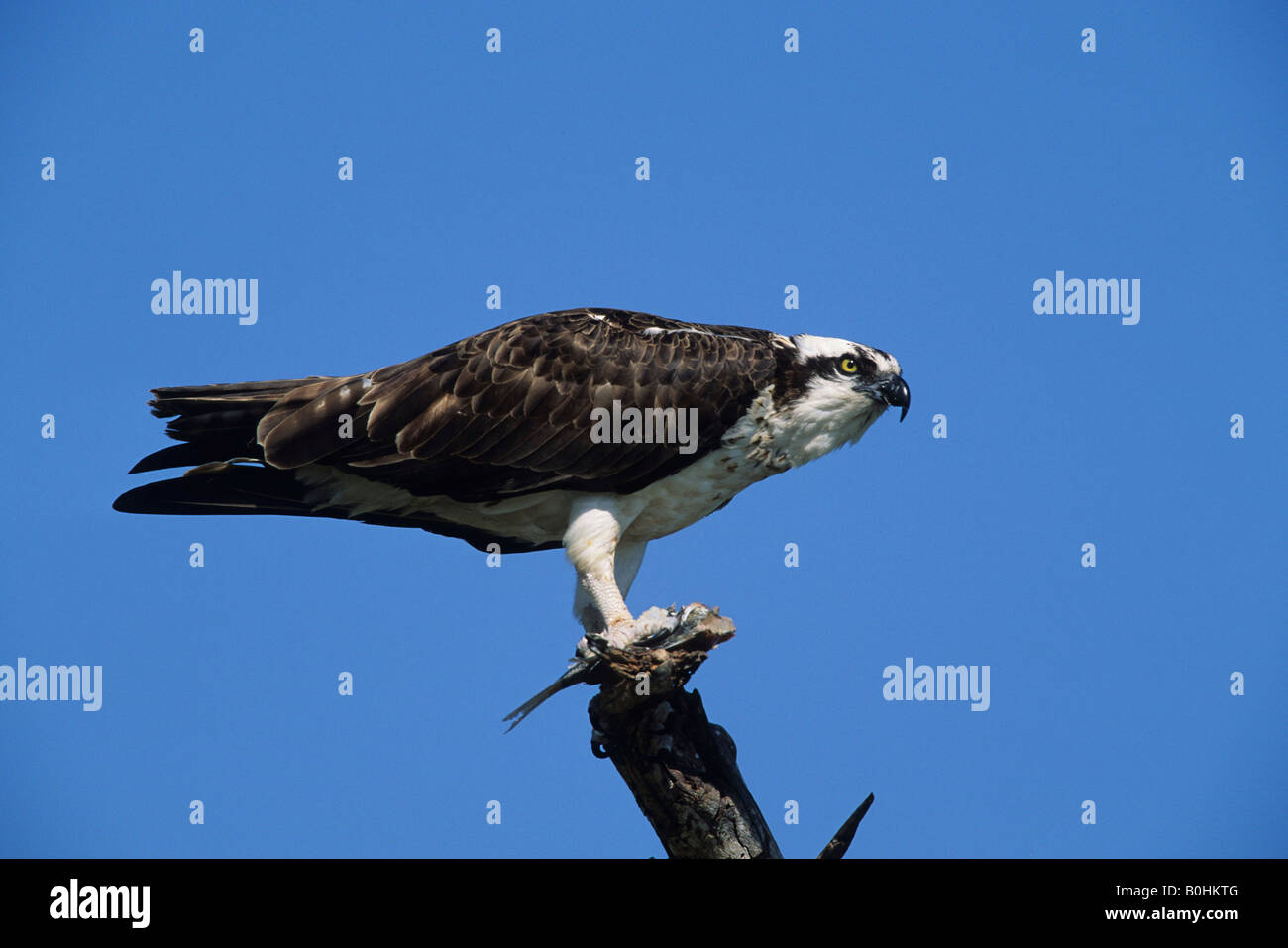 Fish hawk hi-res stock photography and images - Alamy