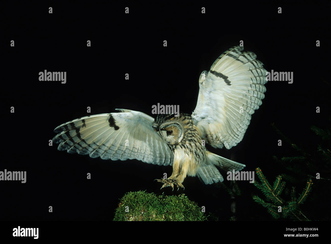 Long-eared Owl (Asio otus) coming in for a landing at night Stock Photo