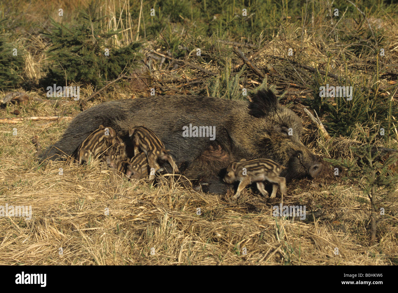 Wild Boar sow (Sus scrofa) nursing its young, piglets suckling their mother Stock Photo