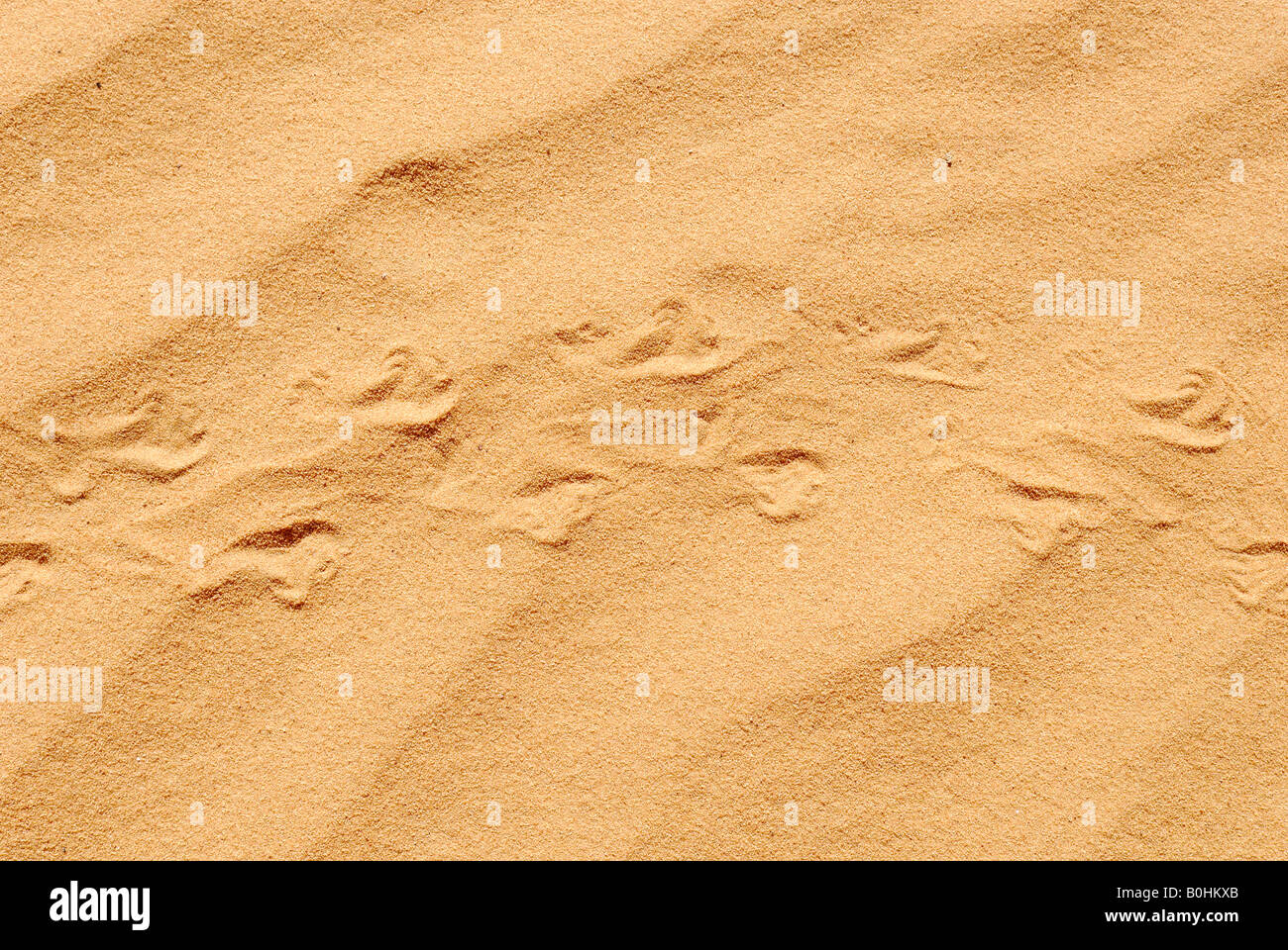 Lizard tracks over wind rippled desert sand, Sahara Desert, Algeria, North Africa Stock Photo