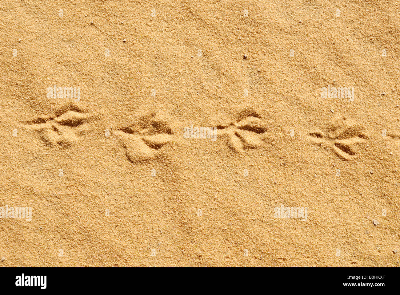 Bird tracks left in the sand, Sahara Desert, Algeria, North Africa Stock Photo