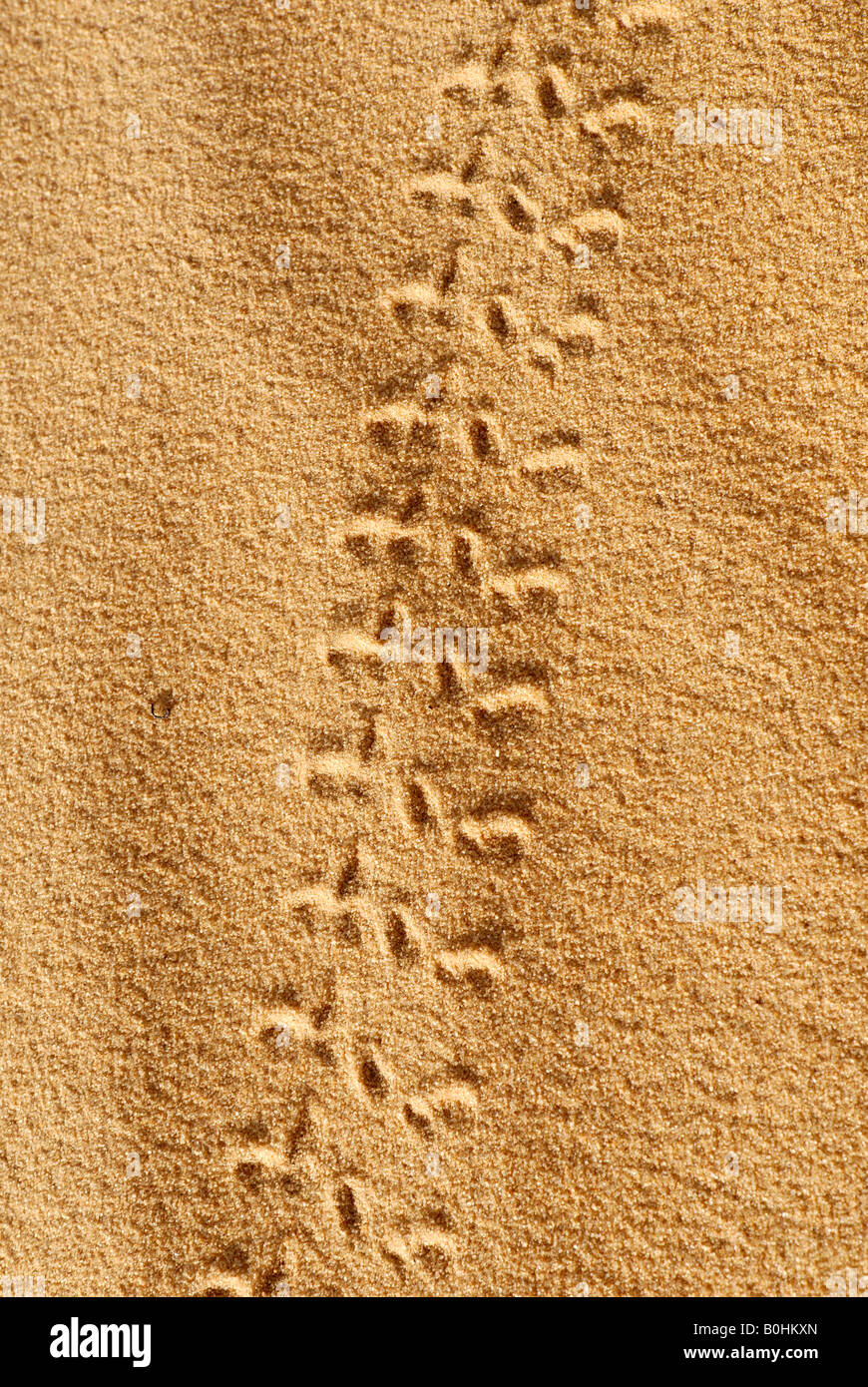 Insect tracks left in the sand, Sahara Desert, Algeria, North Africa Stock Photo