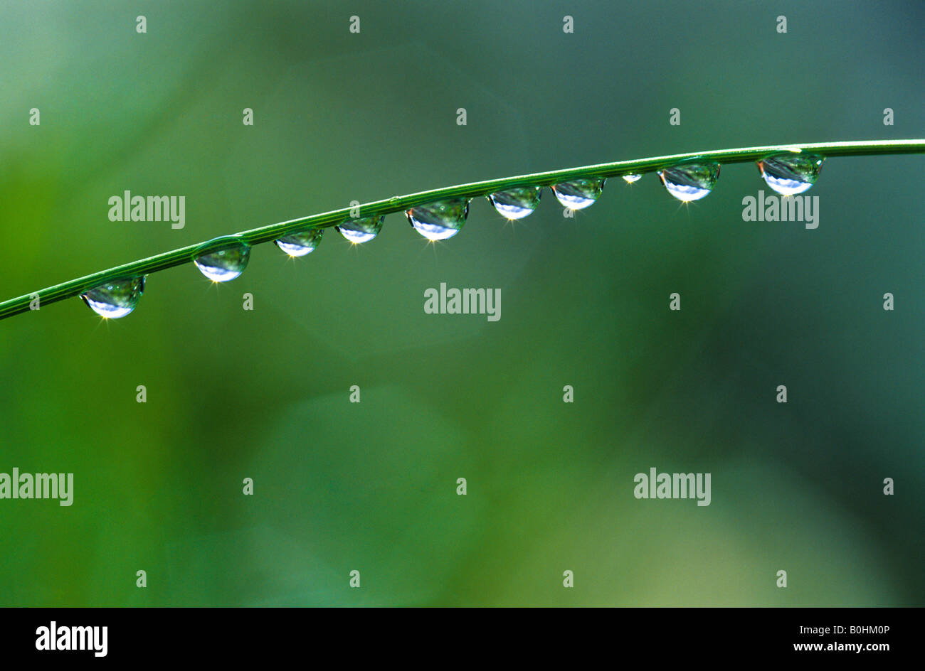 Water drops on a blade of grass Stock Photo