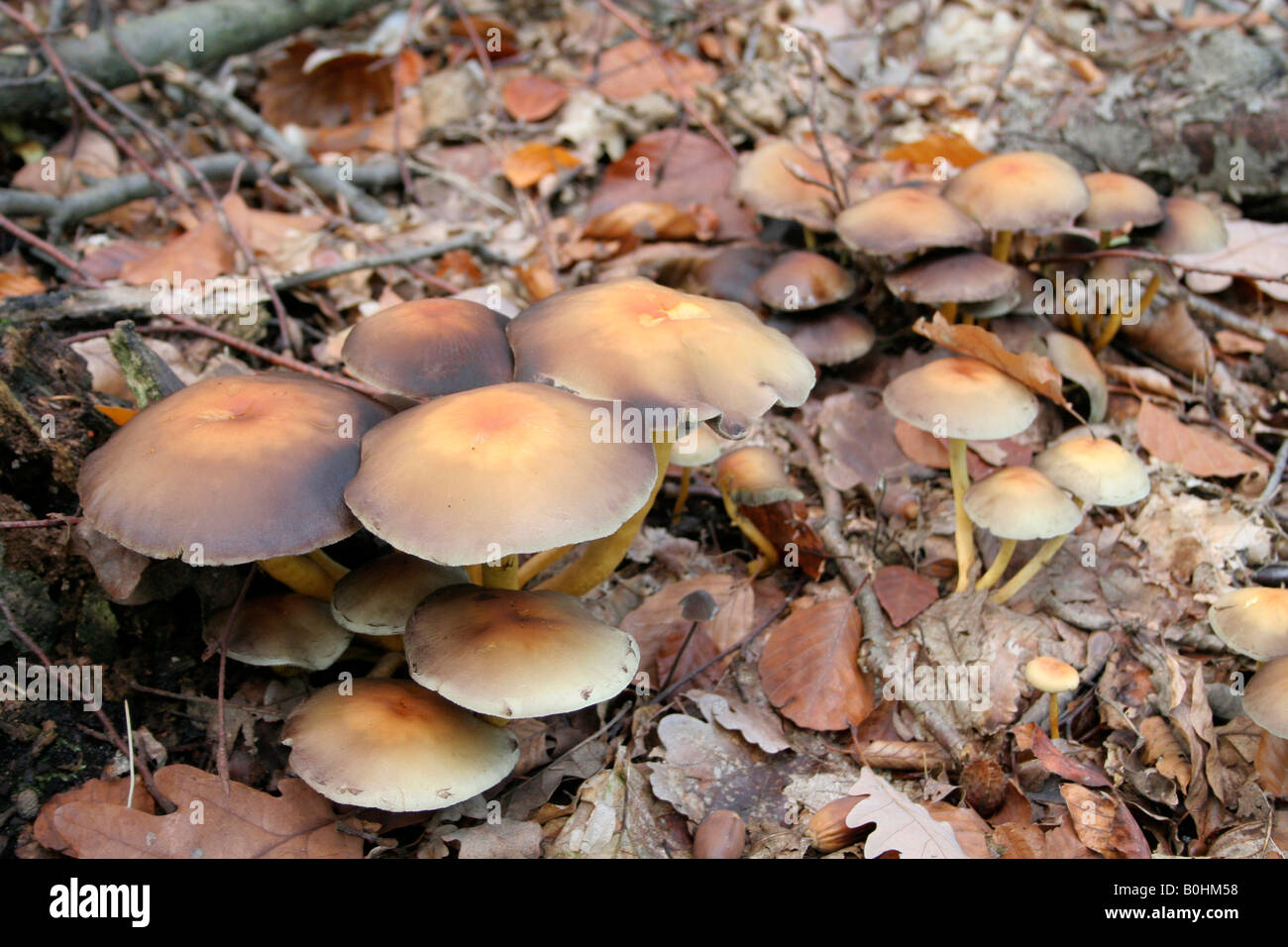 Fungi (Hypholoma) Stock Photo