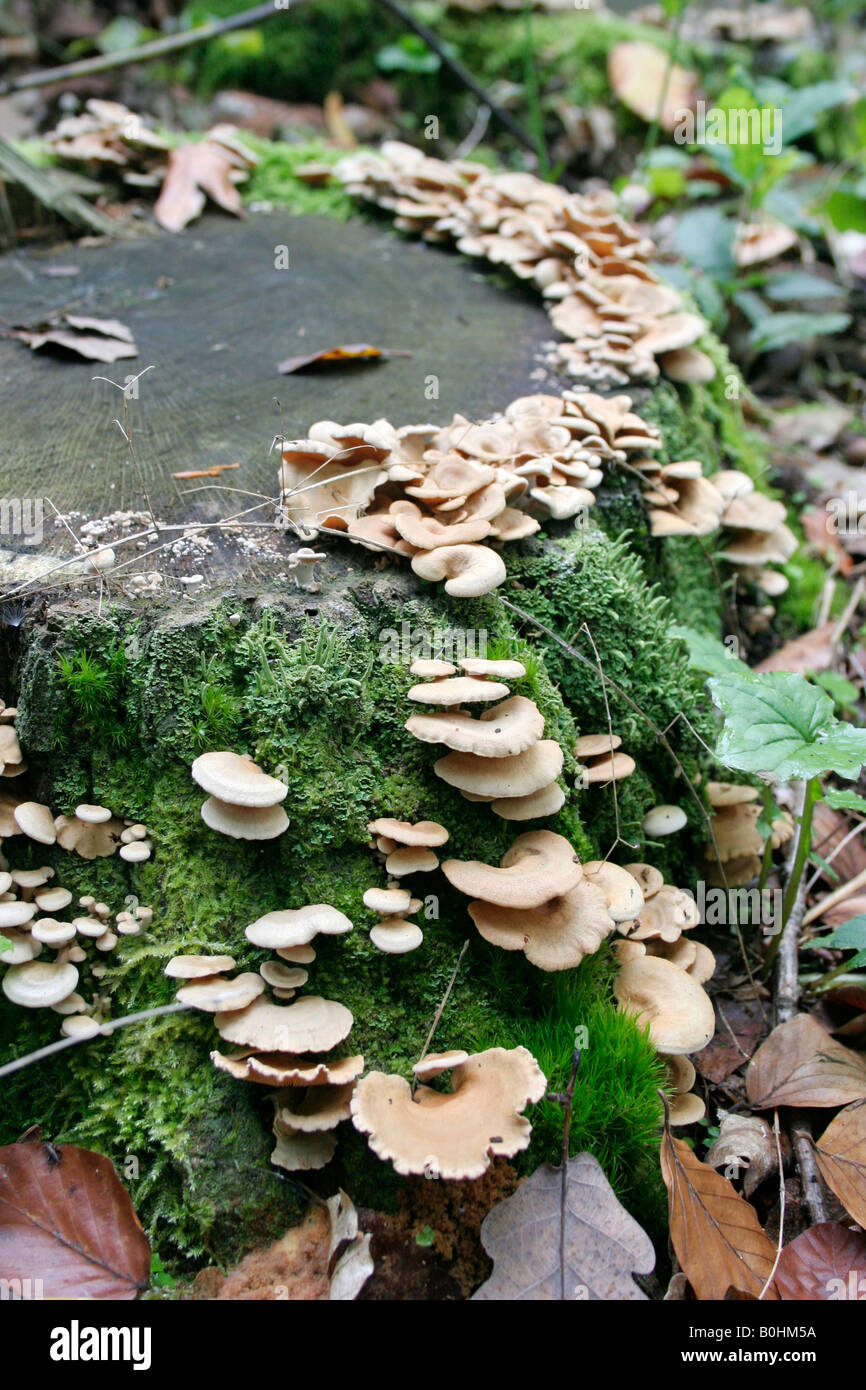 Fungi growing on a tree stump Stock Photo Alamy