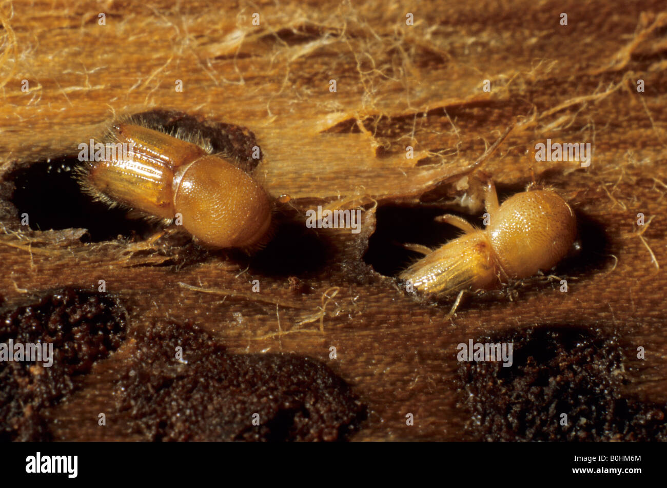 European Spruce Bark Beetle (Ips typographus), complete yet not fully coloured beetles Stock Photo