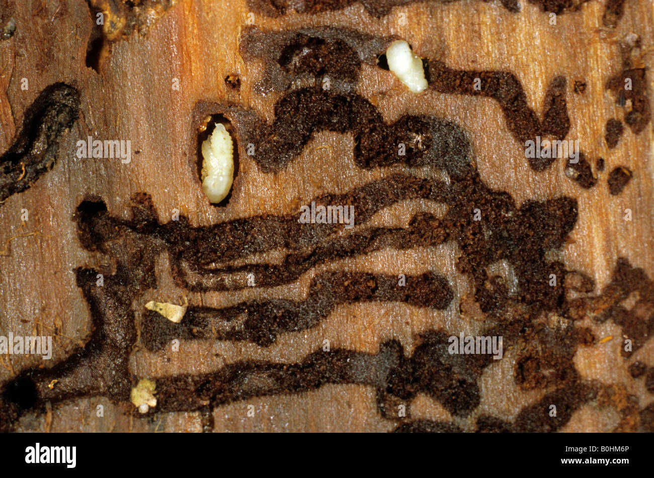 European Spruce Bark Beetle larvae (Ips typographus) at the end of tunnels eaten through wood Stock Photo