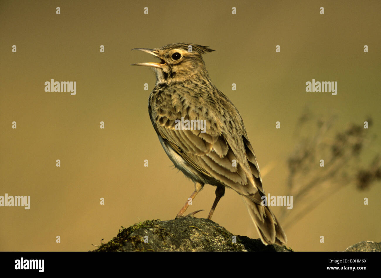 Crested Lark (Galerida cristata), singing, chirping Stock Photo