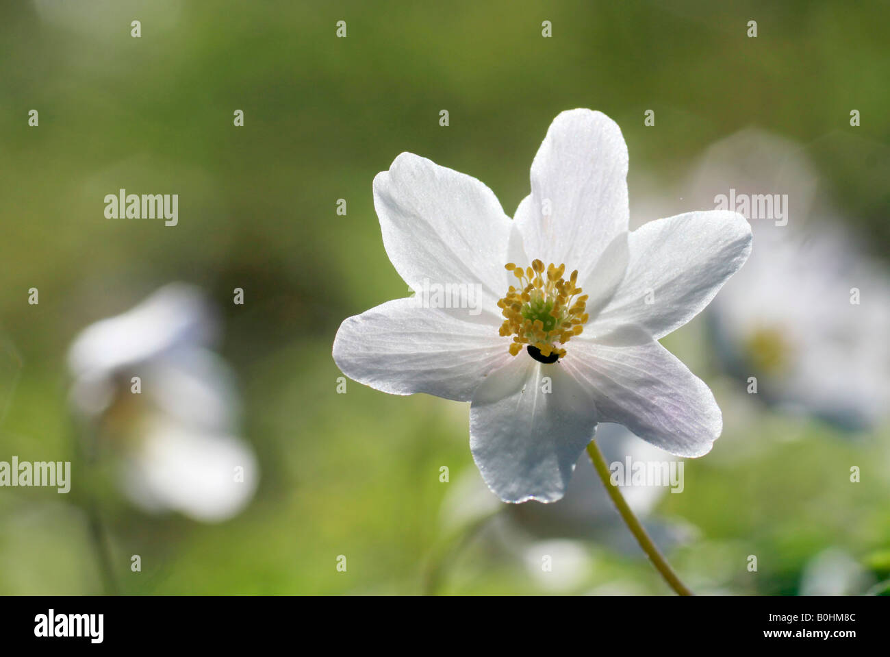 Wood Anemone (Anemone nemorosa Stock Photo Alamy