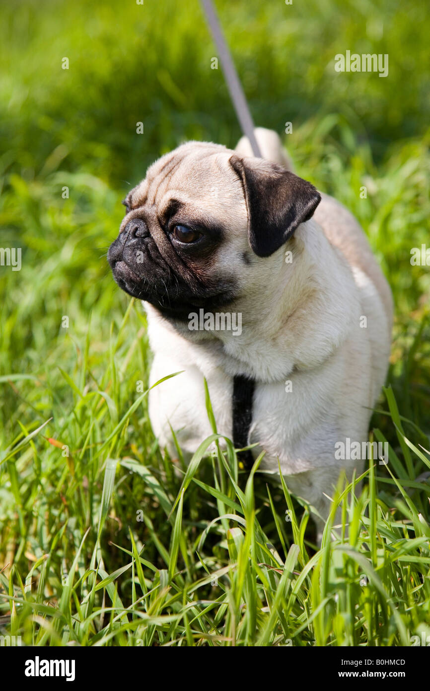 Young Pug puppy, or puglet, on a leash walking through the grass Stock