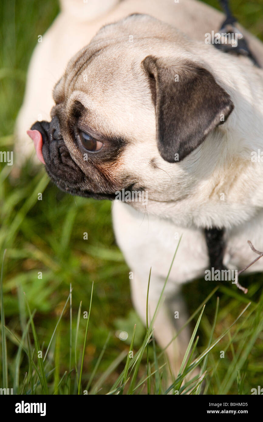 Young pug, licking its snout Stock Photo