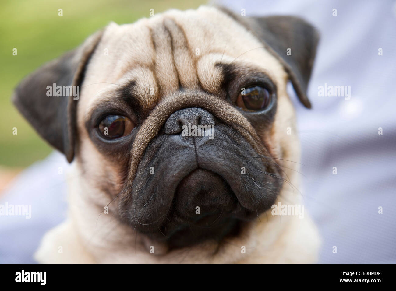 Portrait of a young pug Stock Photo Alamy