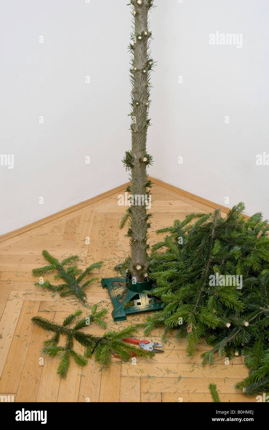 Taken down Christmas tree with only trunk and tree holder remaining, fir branches and garden scissors lying next to it Stock Photo