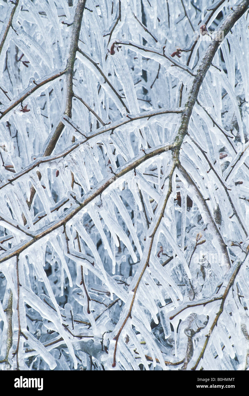 Branches Covered With Ice After Freezing Rain Sparkling Ice Covered  Everything After Ice Storm Cyclone Terrible Beauty Of Nature Concept Winter  Landscape Scene Postcard Selective Focus Stock Photo - Download Image Now 