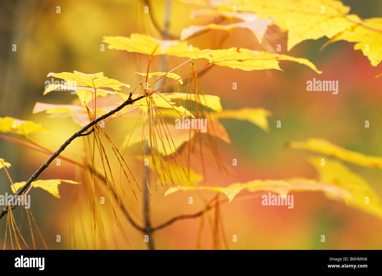 Autumn coloured leaves of a Sugar Maple (Acer saccharum) and dry pine needles (Pinus) during Indian summer in a National Park i Stock Photo