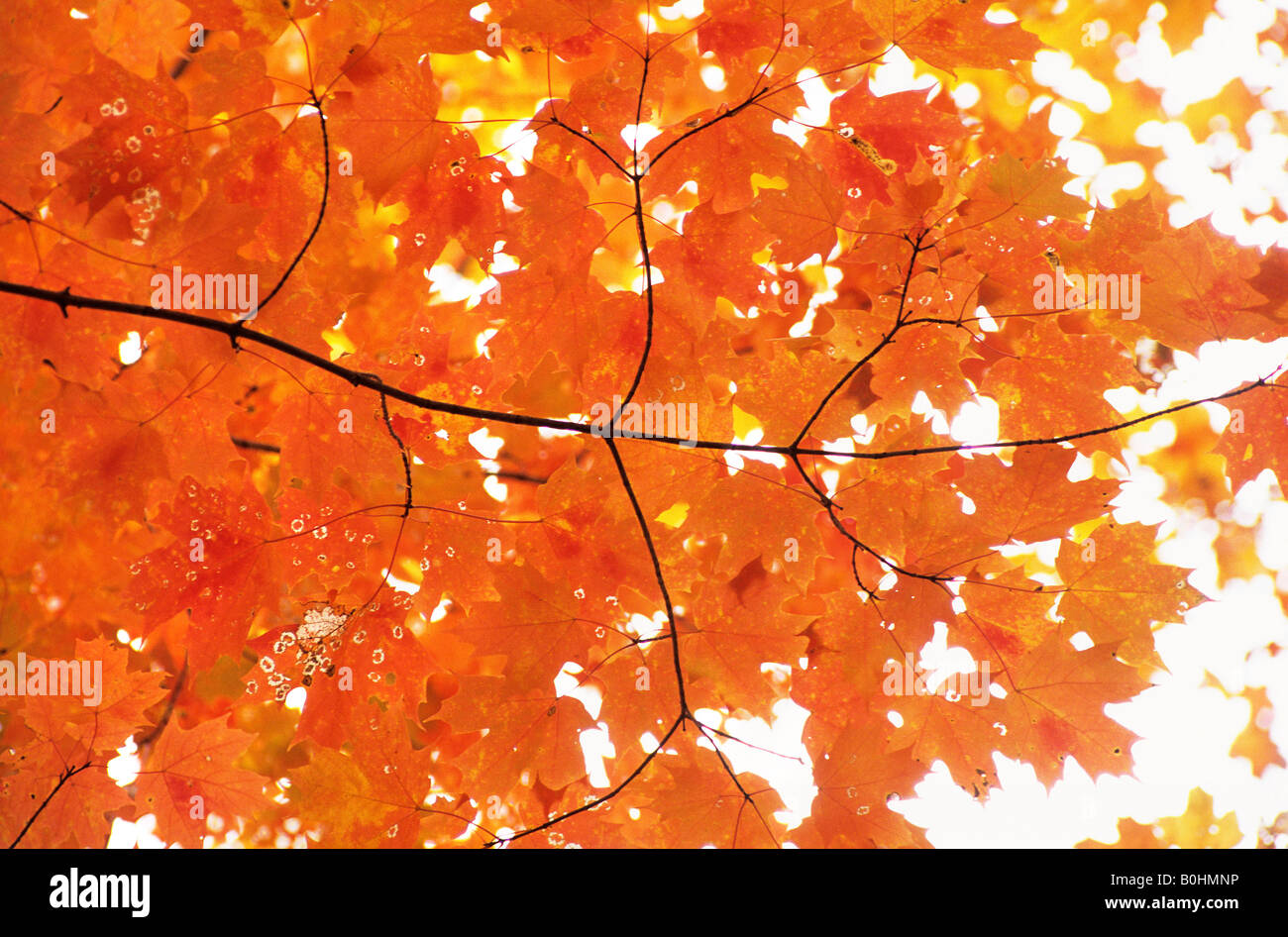 Orange autumn coloured Sugar Maple leaves (Acer saccharum) in a ...