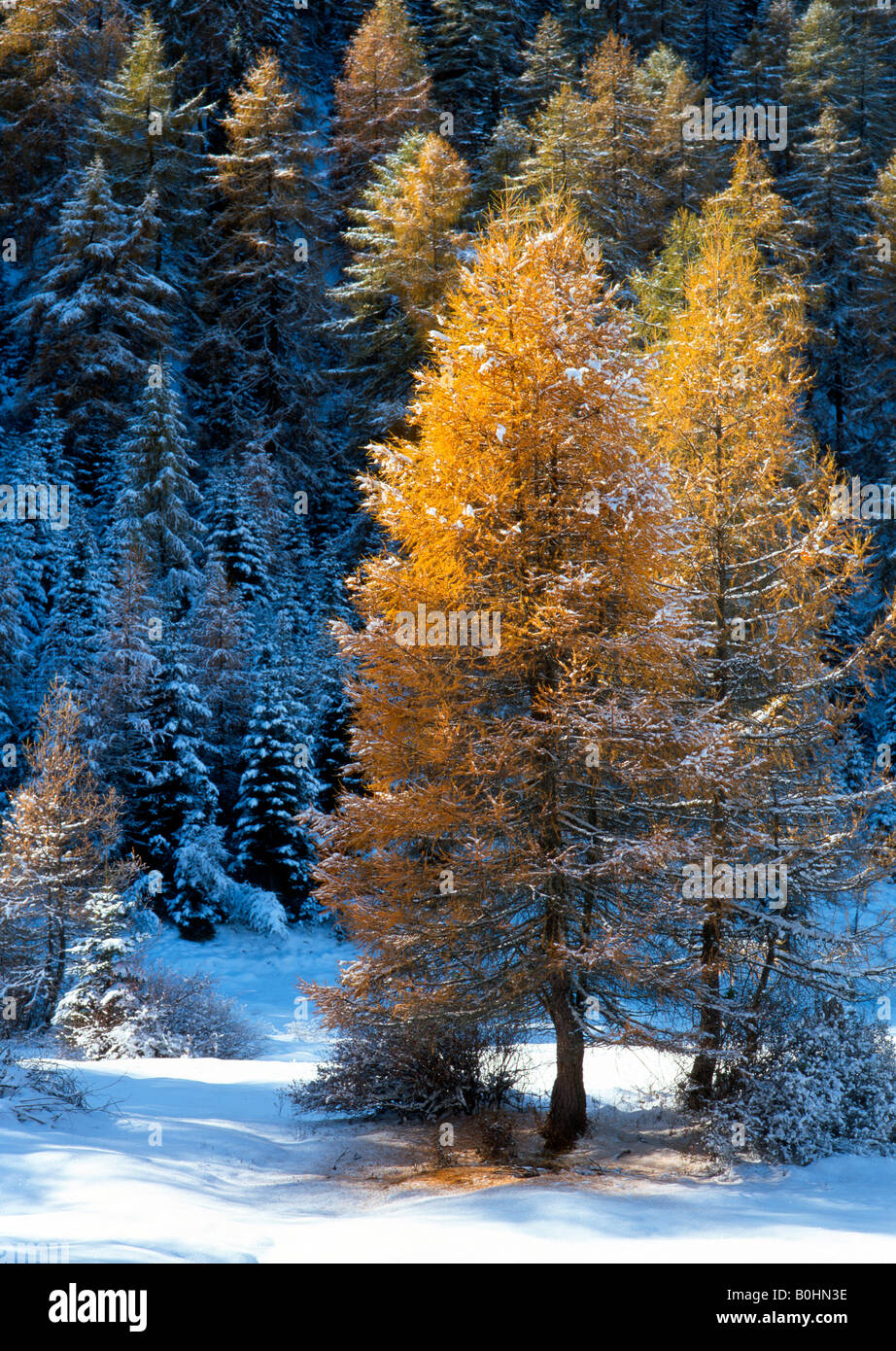 European Larch trees (Larix decidua), Obernberg, Tyrol, Austria, Europe Stock Photo