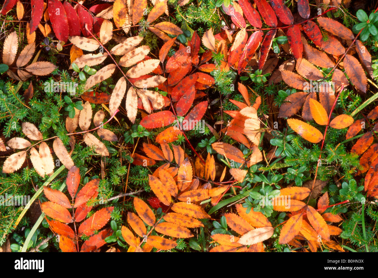 Autumn leaves of European Rowan (Sorbus aucuparia) covering the forest floor, Pragser Wildsee, Bolzano-Bozen, Italy, Europe Stock Photo