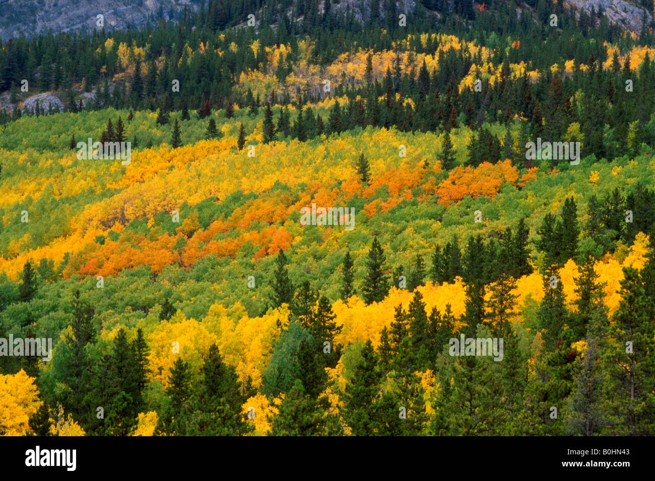 Mixed forest, Common Aspen (Populus tremula), Pine (Pinus) and Spruce trees (Picea) in Kananaskis, Alberta, Canada Stock Photo