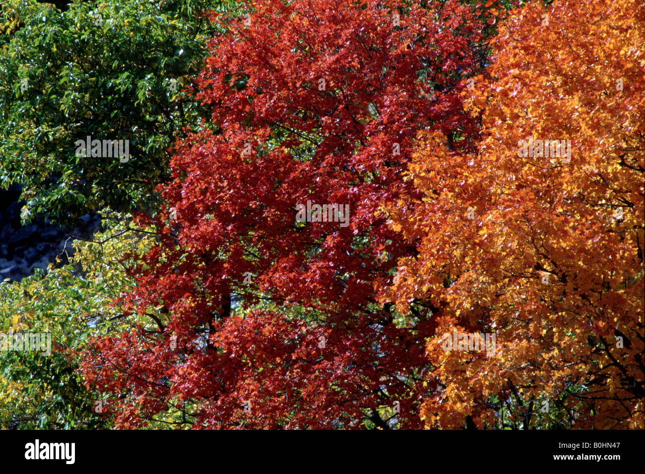 Common Aspen trees (Populus tremula), fall foliage, Yellowstone