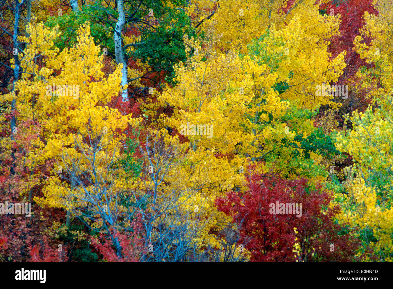 Common aspen hires stock photography and images Alamy