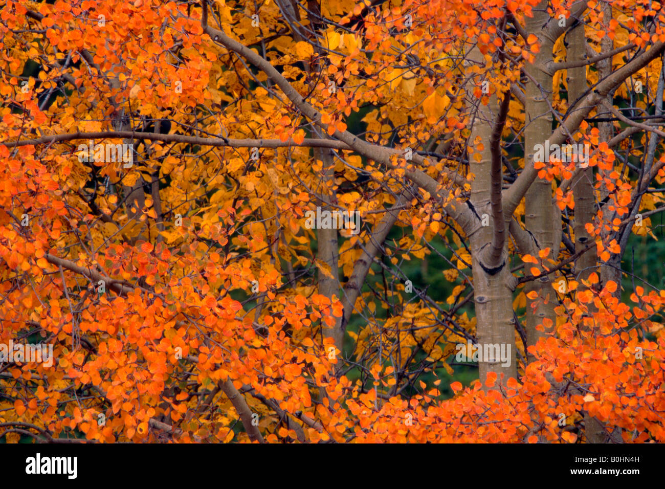 Common Aspen trees (Populus tremula), fall foliage, Yellowstone
