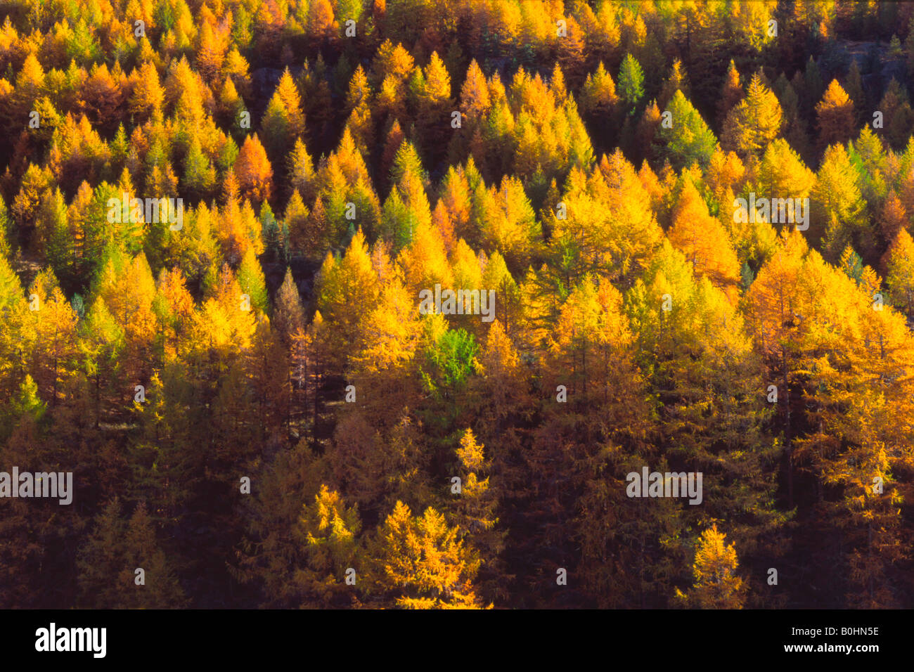 European Larch trees (Larix decidua), Ochsenwald Forest, Gschloesstal, East Tyrol, Austria, Europe Stock Photo