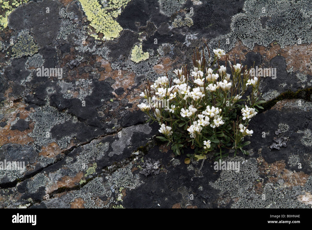 Hutchinsia alpina, Pritzelago alpina, Hohe Tauern National Park, Salzburg, Austria, Europe Stock Photo