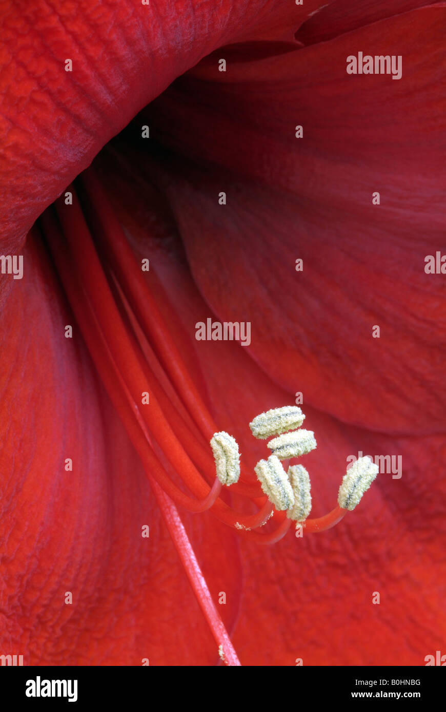 Amaryllis Blossom (Hippeastrum), Schwaz, Tyrol, Austria, Europe Stock Photo