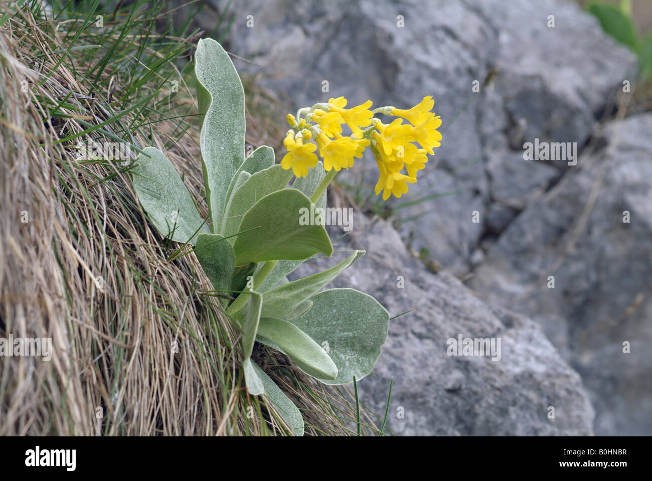 Auricula or Bear´s Ear (Primula auricula), Vomperloch, Karwendel Range, Tyrol, Austria, Europe Stock Photo