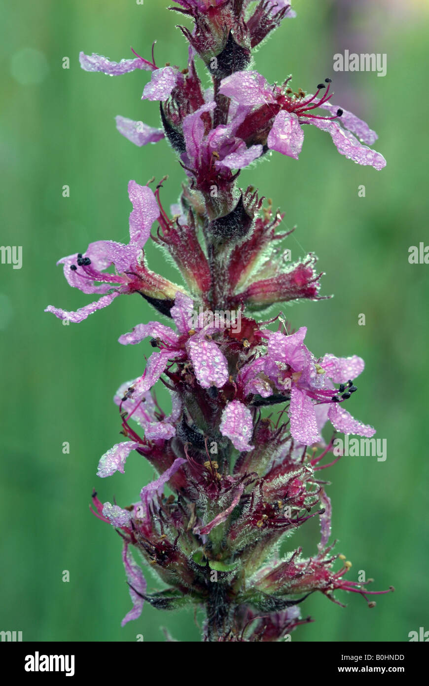 Purple Loosestrife (Lythrum salicaria), Angerberg, Tyrol, Austria, Europe Stock Photo