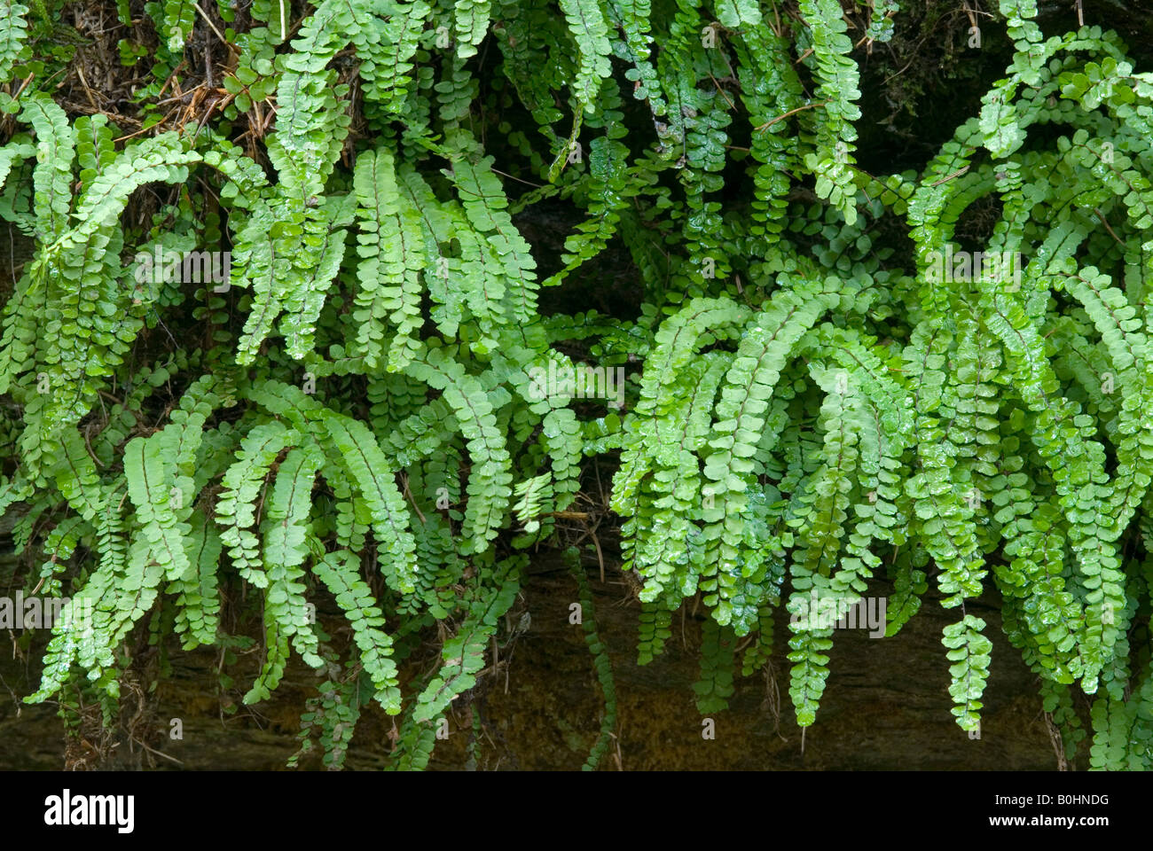 Maidenhair Spleenwort (Asplenium trichomanes), Lans, Tyrol, Austria, Europe Stock Photo