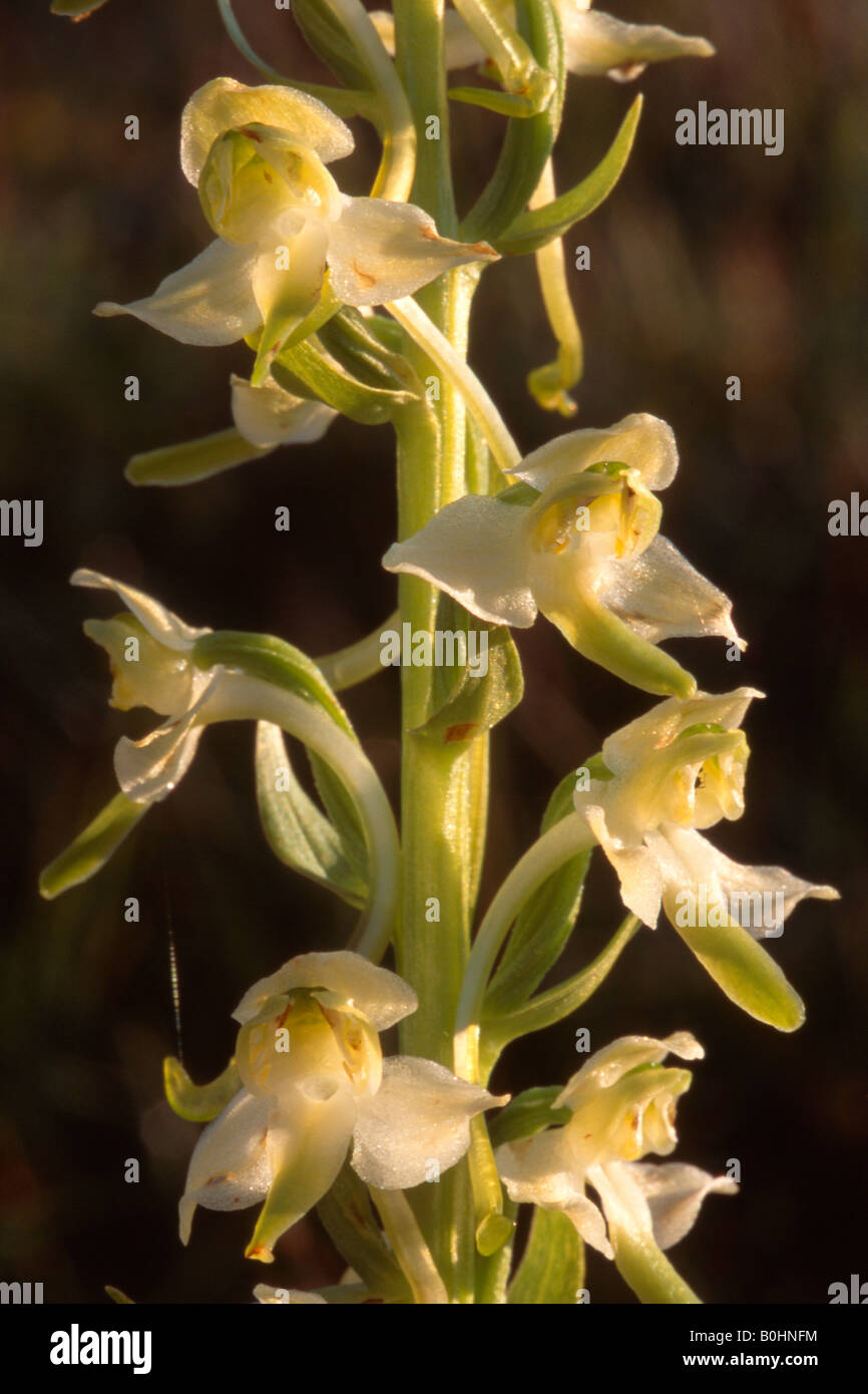 Greater Butterfly-orchid (Platanthera chlorantha), Achenkirch, Tyrol, Austria, Europe Stock Photo