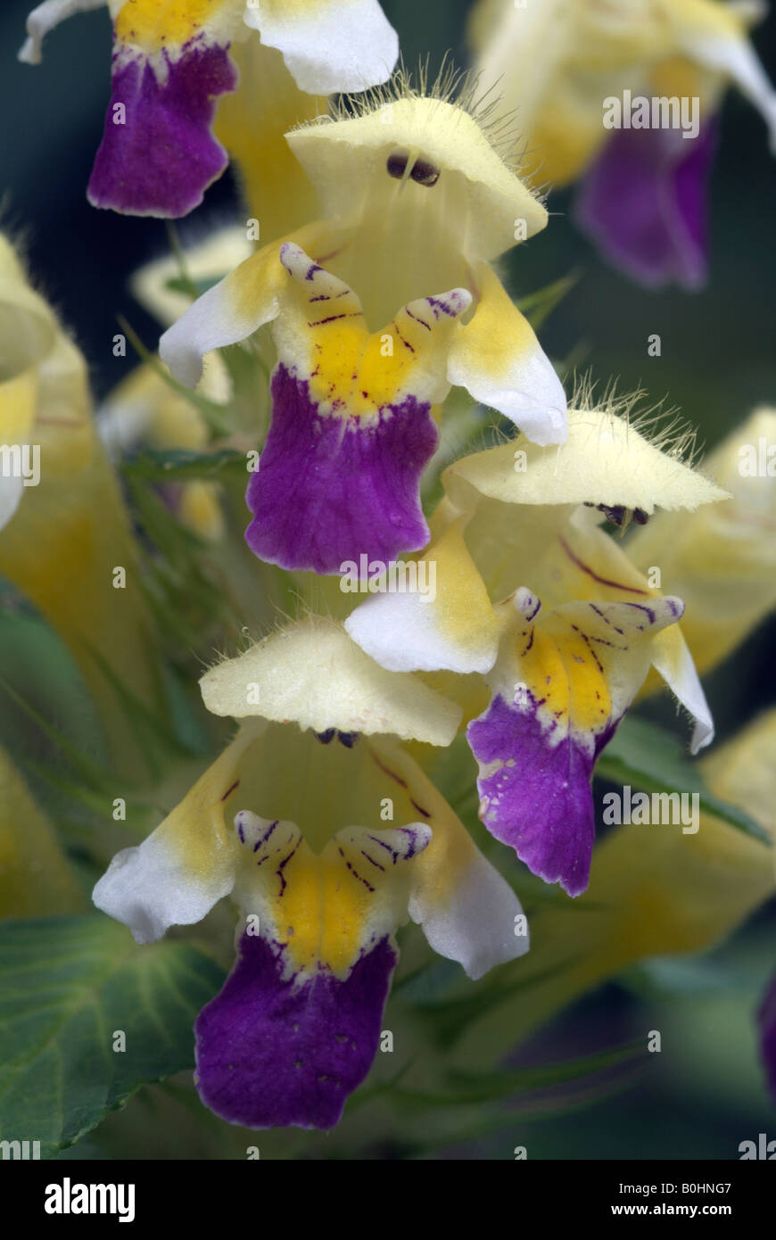 Large-flowered Hemp-nettle (Galeopsis speciosa), Vomperloch, Vomp, Tyrol, Austria, Europe Stock Photo