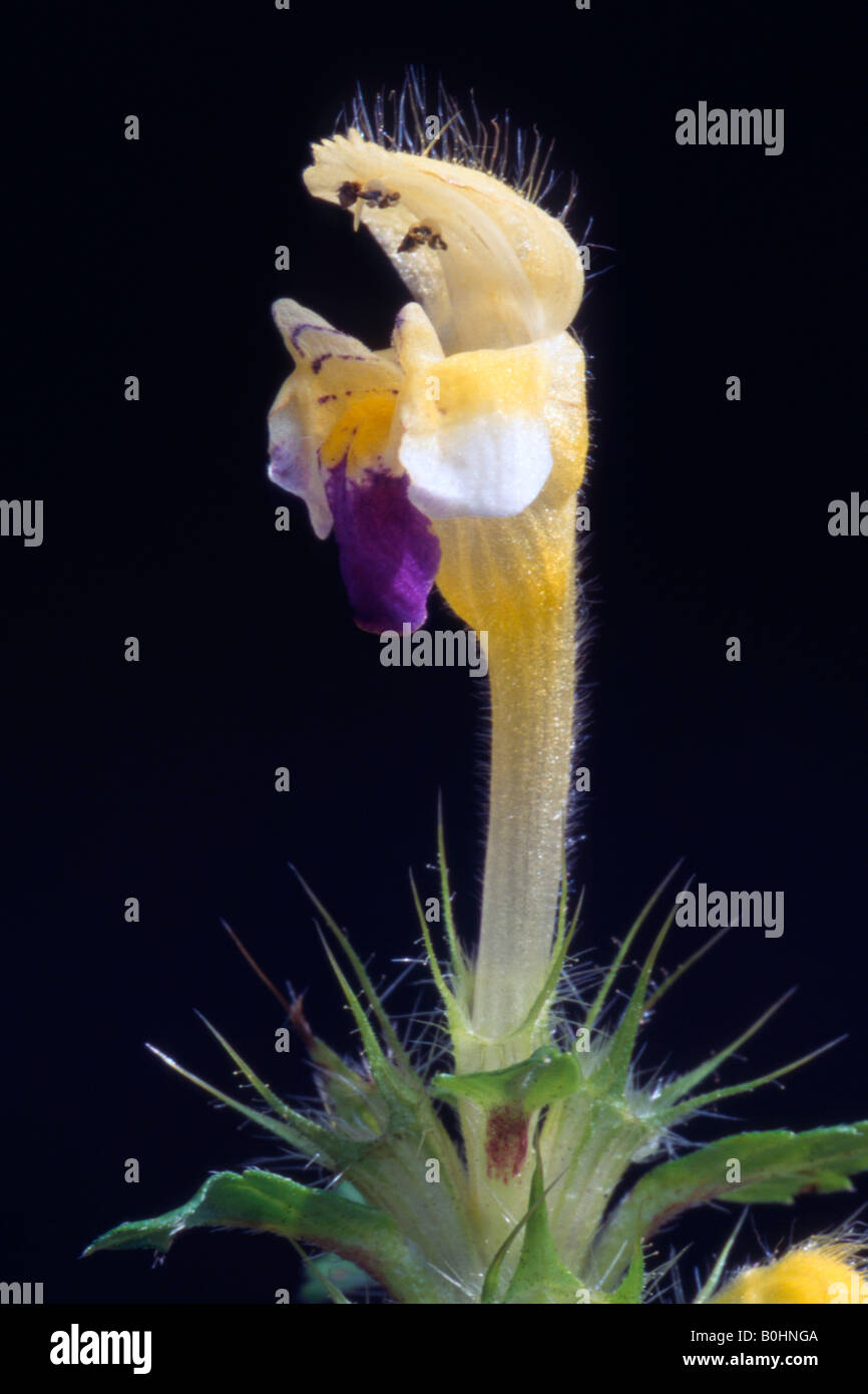 Large-flowered Hemp-nettle (Galeopsis speciosa), Vomperloch, Vomp, Tyrol, Austria, Europe Stock Photo