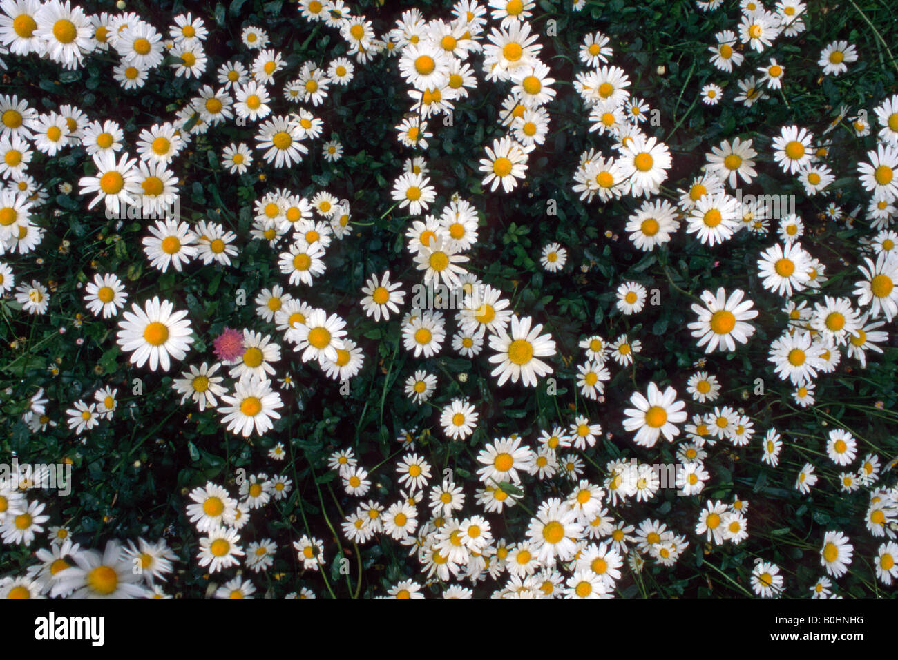 Daisies on a meadow (Bellis perennis), Tyrol, Austria, Europe Stock Photo