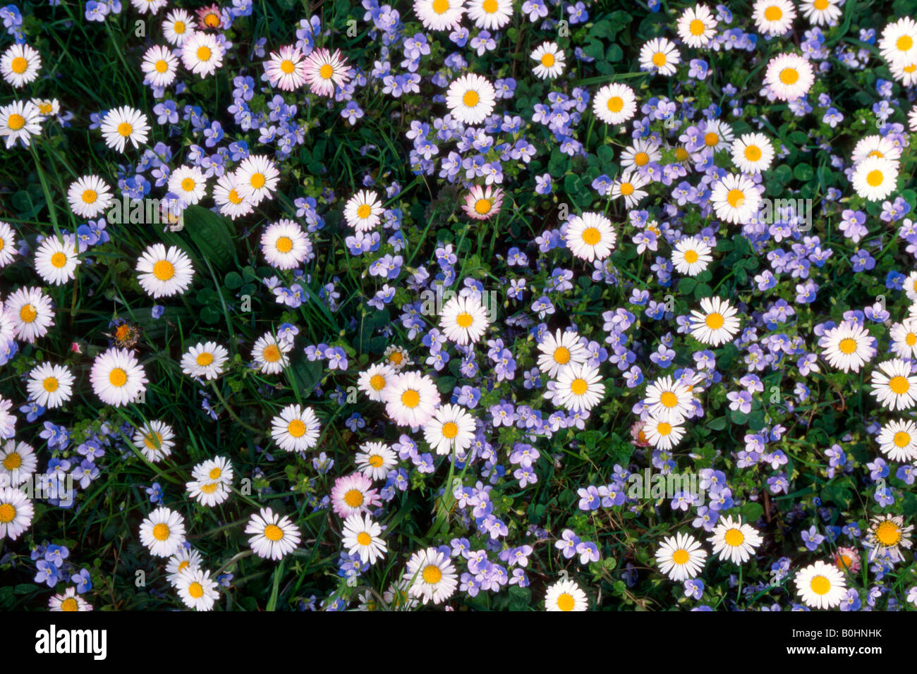 Daisies (Bellis perennis), Ehrenpreis, Tirol, Austria Stock Photo