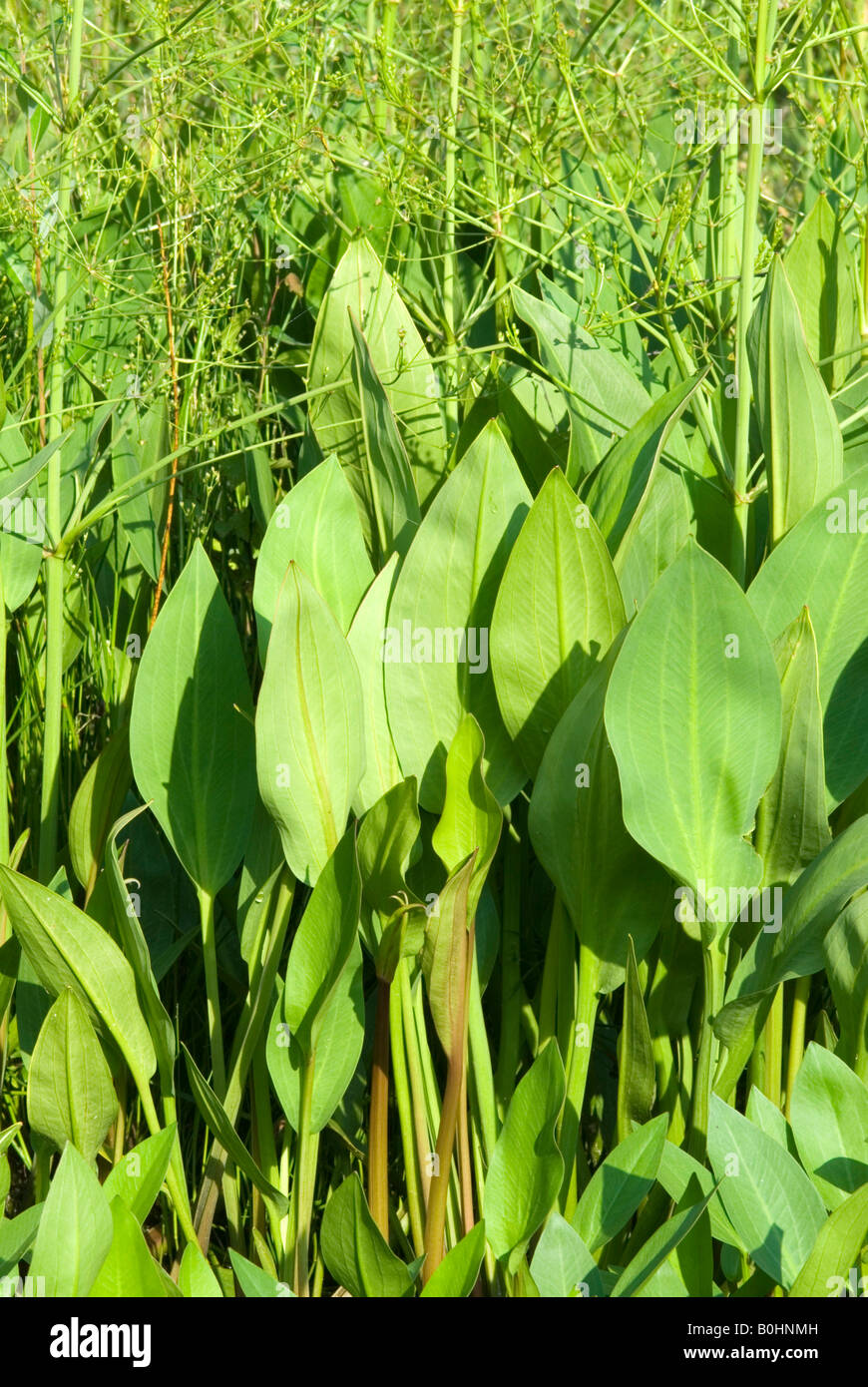 Common Water-plantain or Mad-dog Weed (Alisma plantago-aquatica), BEG Biotope near Rotholz, Tyrol, Austria, Europe Stock Photo