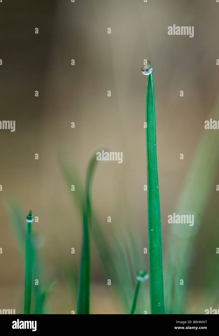 Water drops, waterdrops formed on blades of grass, Tyrol, Austria, Europe Stock Photo