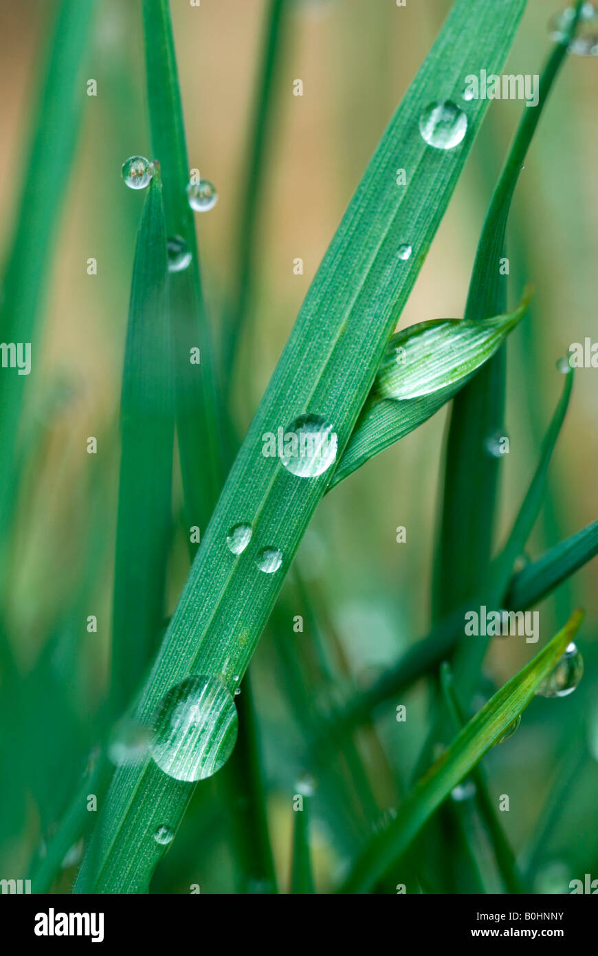 Water drops, waterdrops formed on blades of grass, Tyrol, Austria, Europe Stock Photo