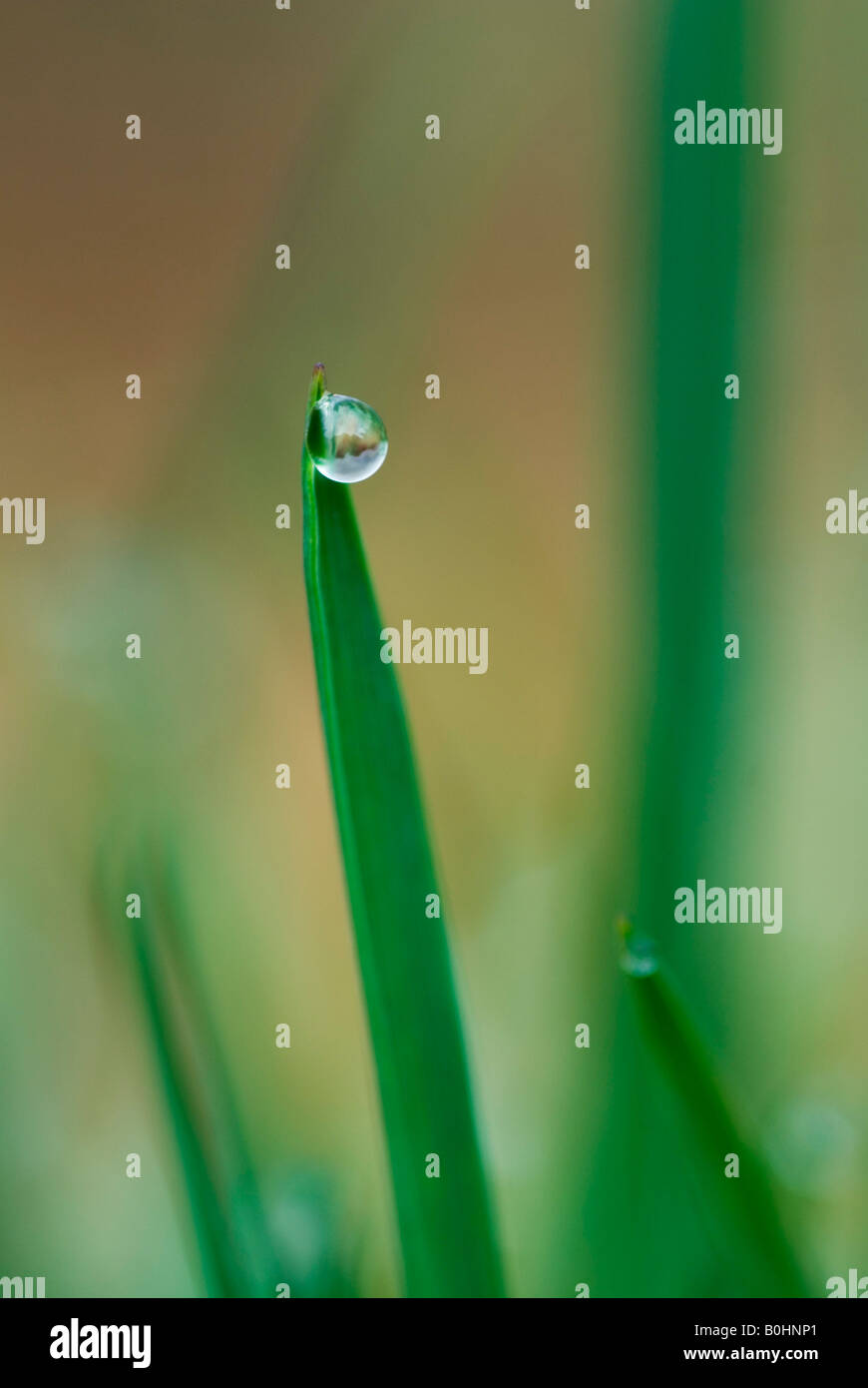 Water drops, waterdrops formed on blades of grass, Tyrol, Austria, Europe Stock Photo