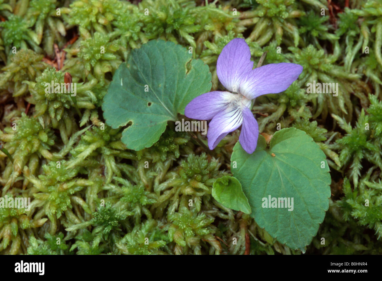 Common Dog-violet (Viola riviniana), Pillberg, Tyrol, Austria, Europe Stock Photo