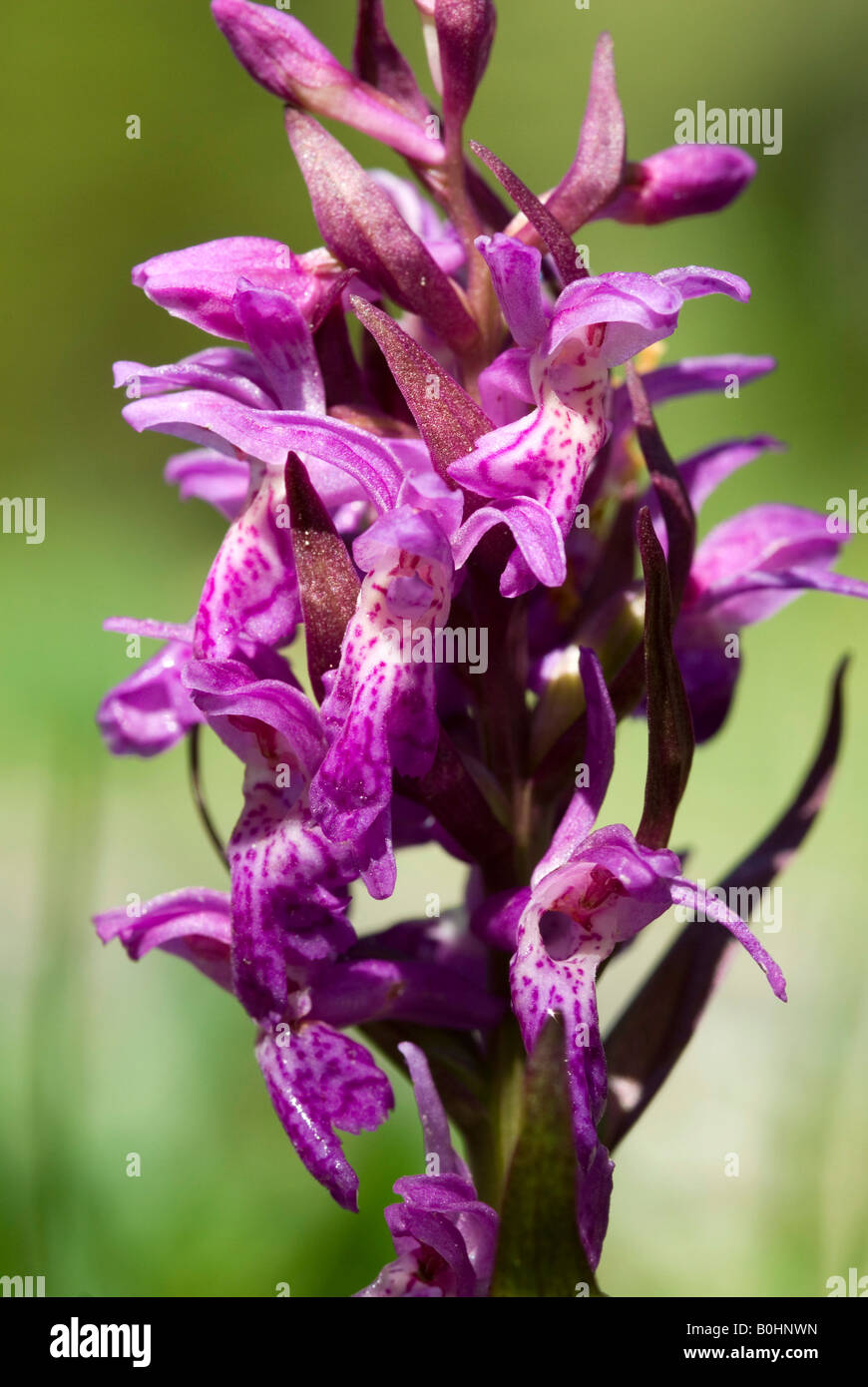 Early Purple Orchid (Orchis mascula), Lake Riedener See, Lechtal, Tyrol, Austria, Europe Stock Photo