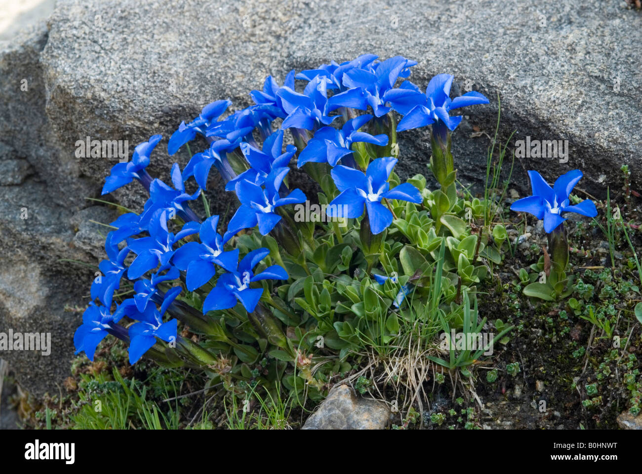 High Alpine Spring Gentian (Gentiana brachyphylla), Gamsgrube, Hohe Tauern National Park, Carinthia, Austria, Europe Stock Photo