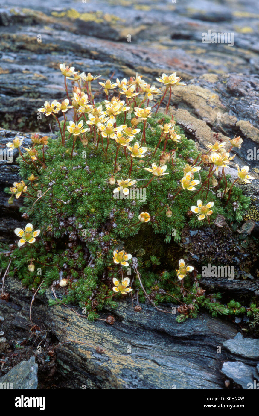 Mossy Saxifrage (Saxifraga bryoides), Tyrol, Austria, Europe Stock Photo